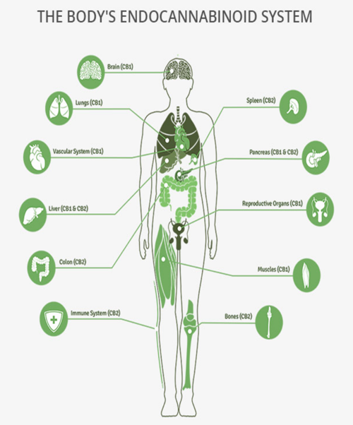 Endocannabinoid System