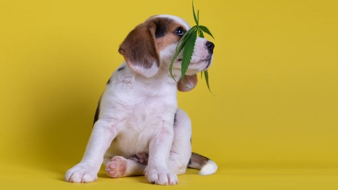 dog with hemp
